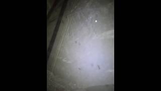 Mosquitos swarming my tent