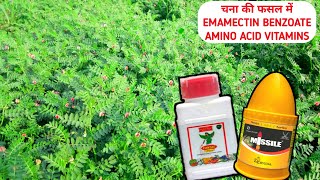 चना पर डोज Amino acid vitamins + Emamectin Benzoate 5% SG, Fantac plus, Fighter insecticide