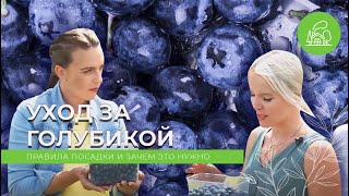 видео: Как правильно выращивать голубику | ДАЧА картинка: Как правильно выращивать голубику | ДАЧА