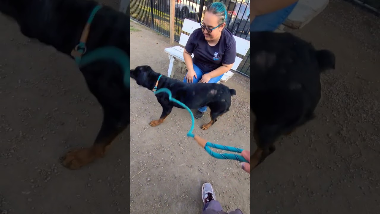 Dottie The Rottie A728347 Friendly 4 Year Old Female Rottweiler 