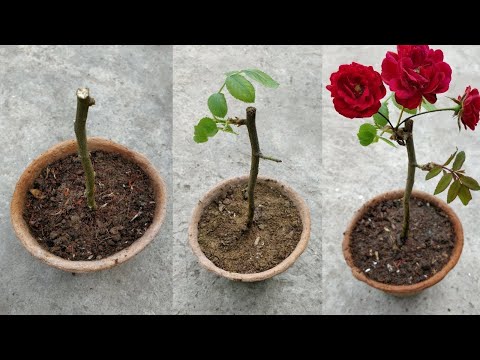 Video: Cara Menanam Bunga Mawar Dari Potongan