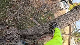 Parte final removiendo ash tree Arizona USA.