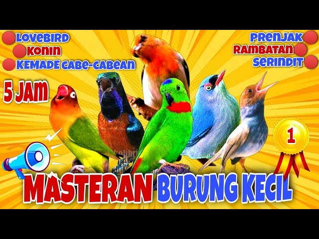 🔴Masteran Kombinasi Burung Kecil Tembakan Pedass | Ngebren AK-47 | 5Jam#masterankombinasiburungkecil class=