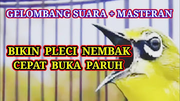 B1K1N C3P4T N3MB4K P4NJ4NG BUK4 P4RUH, Gelombang Terapi + Masteran Pleci istimewa