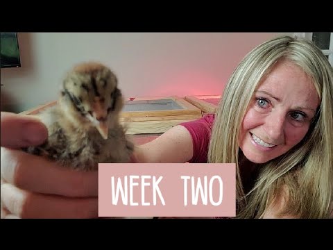 Baby Chicks -