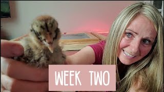 Baby Chicks - Week Two | Treats and Grit