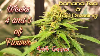 Weeks 4 and 5 of Flower / 4x4 Grow / Banana Tea & Top Dressing