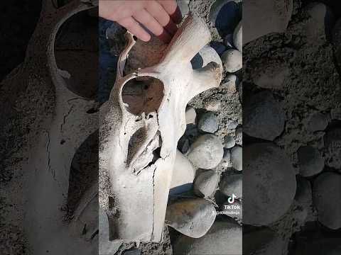 Elk Skull on the Yellowstone river #youtubeshorts #thefinders #406 #rockhounding #elkskull#elk