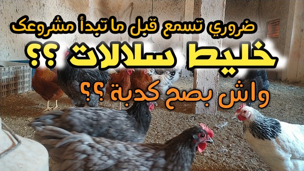 واش بصح خليط السلالات مجرد كدبة 🤔؟؟
