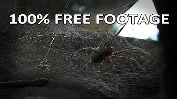 Beachfront B-Roll: Spider and Web (Free to Use HD Stock Video Footage)