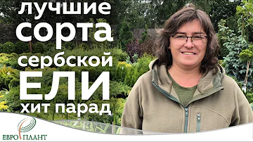 Ель сербская. Топ 5.
