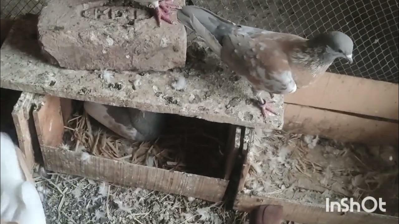 love birds sale kar diya - YouTube