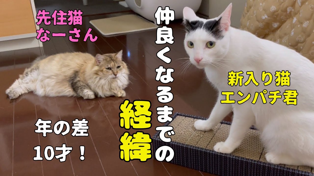 A year's worth of stories about how an existing cat and a new cat