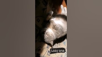 My lazy cat 🥰#cats #shorts #lazy #viral #catvideos #cat