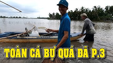 Đẩy Côn Bắt Cá Mùa Lũ Cá Thấy Mê, Toàn Cá Lóc Cá Rô Cá Phi Bự Thấy Mê P.3/NGÃ NĂM TV