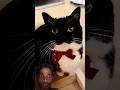 unique cat in black..?🐈‍⬛😻🙀 #cute #cat #trending #cutecat #shortvideo #shortsfeed #youtubeshorts