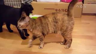 【Cat】しゃべる猫!?てつや&りこ Talking Cat!?Tetsuya&Riko
