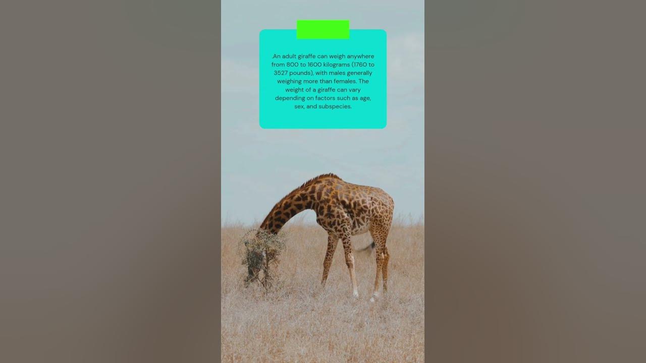 This is how much a giraffes weigh #shorts - YouTube