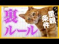 保護猫の里親になる譲渡条件に裏ルール！