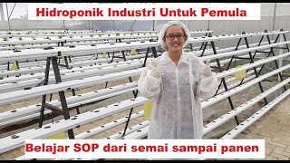 Belajar Semai hingga Pemasaran Hidroponik Industri Untuk Pemula | Tips Hidroponik Industri