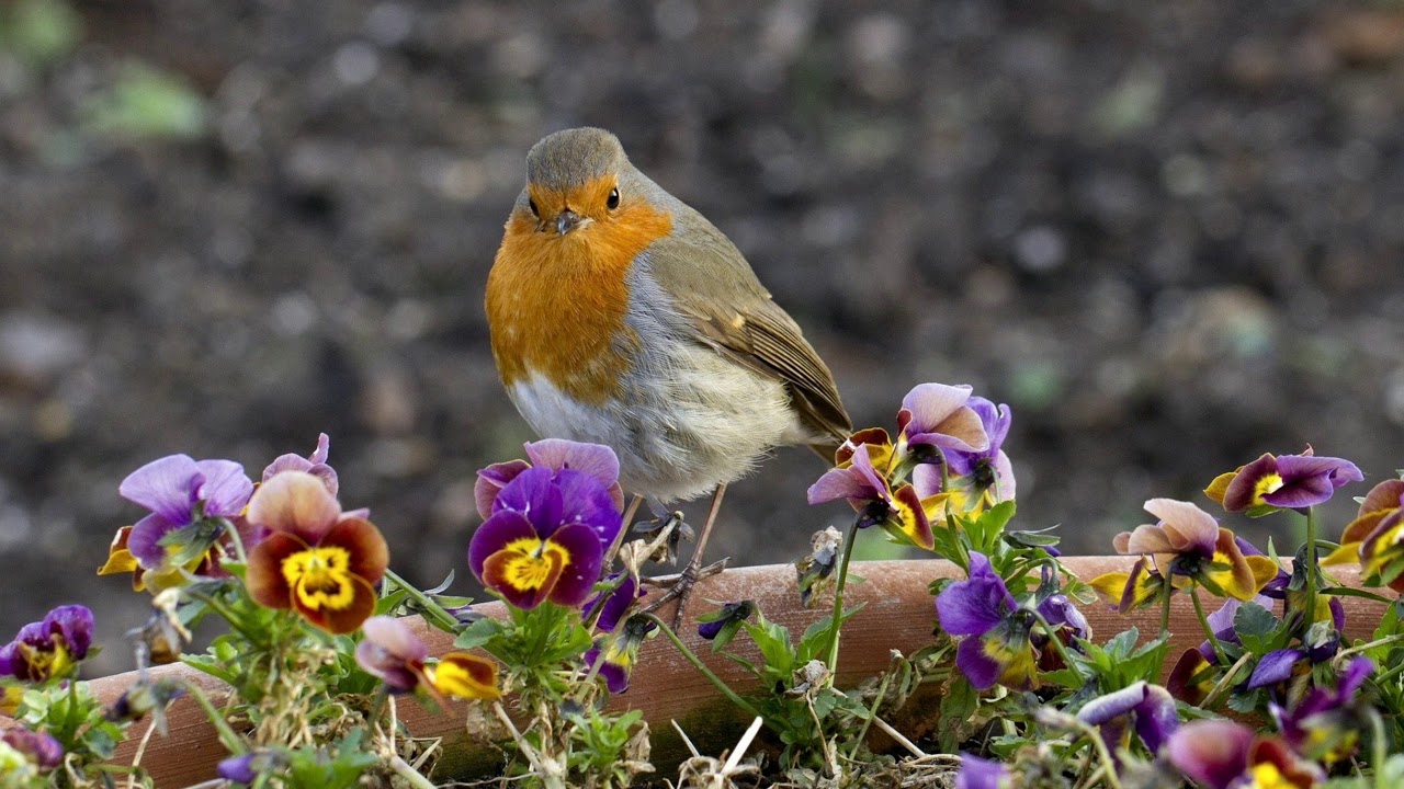 Guarda Philip Daniel, Jacob Pavek, Blomma. August su YouTube Guarda Philip Daniel, Jacob Pavek, Blomma. August su YouTube