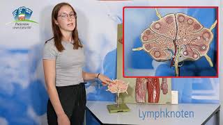 Das Lymphsystem