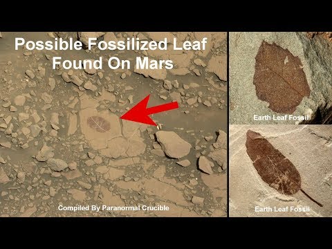 Fossilized Leaf Found On Mars