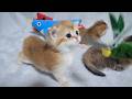 The kittens relaxing with their mom and siblings are so cute...