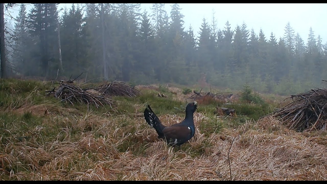 Koniec zimy začiatok jari s lesnou zverou na Orave (zábery z fotopasce)
