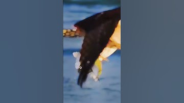 Two birds with one stone Danger hunter