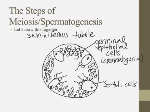 Notes for IB Biology Chapter 11.4