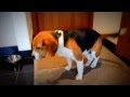 Beagle zabrany ze schroniska, ma już swój stały dom