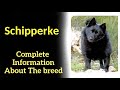 Schipperke. Pros and Cons, Price, How to choose, Facts, Care, History の動画、YouTube動画。