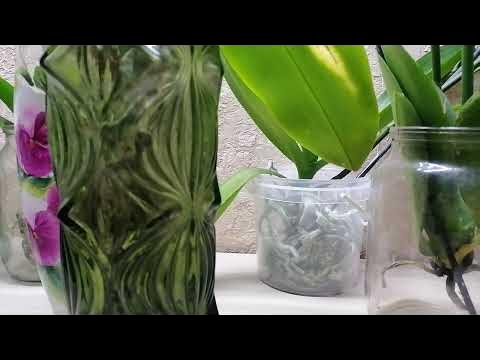 Орхидея без корней, без грунта и без полива - YouTube