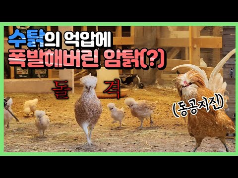 어린 병아리들이 마침내 세상에 나왔습니다!!