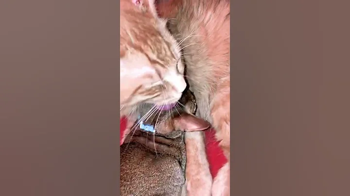 Video 1334961: adorable siberian cat, siberian cats love, baby abyssinian cat, cat cleaning