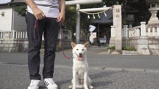 朝早く柴犬と伊勢崎神社にお参り。一緒にお参りできて最高でした！