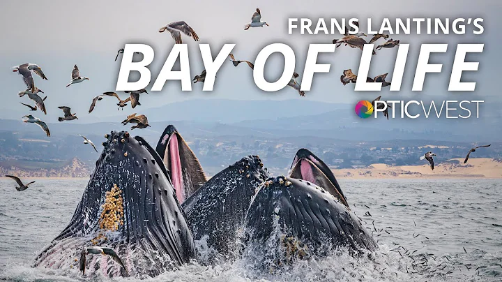 Frans Lanting: Bay of Life - From Wind to Whales |...