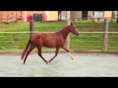 Vídeo: Quina baioneta s'adapta al m4?