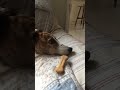 Beginning of video