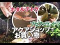 アクアショップでアドバイスしてもらいながら水草&生体を購入/ 大阪・八尾 トールマン