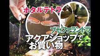 アクアショップでアドバイスしてもらいながら水草&生体を購入/ 大阪・八尾 トールマン