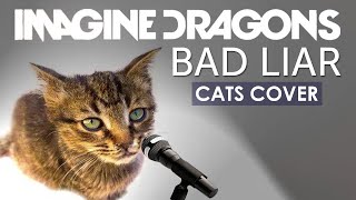 Cats Singing Bad Liar  Imagine Dragons | CatsCover