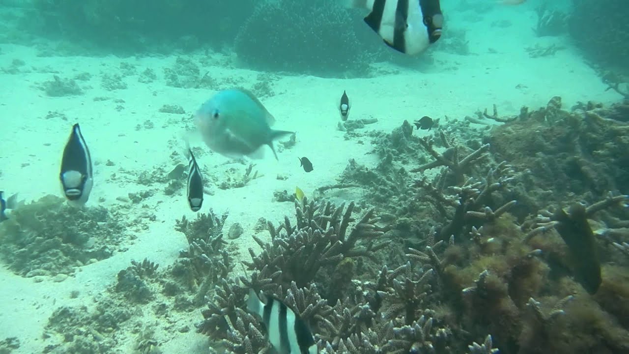 Snorkeling Preskil Resort Mauritius YouTube