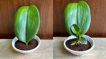 Chỉ Cần  Cà Phê! Lá Phong Lan lập tức mọc rễ từ gốc  và Nở hoa quanh năm