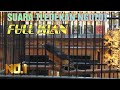 Suara Tledekan Gacor Ngotot Full Isian Mp3 - Mp4 Download