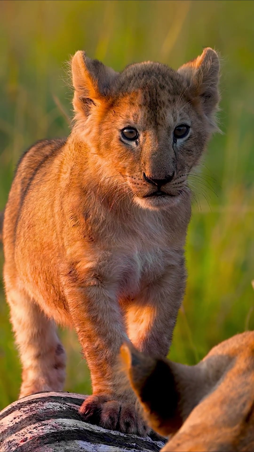 Just can't wait to be king ?? #Lion #Animals #Shorts