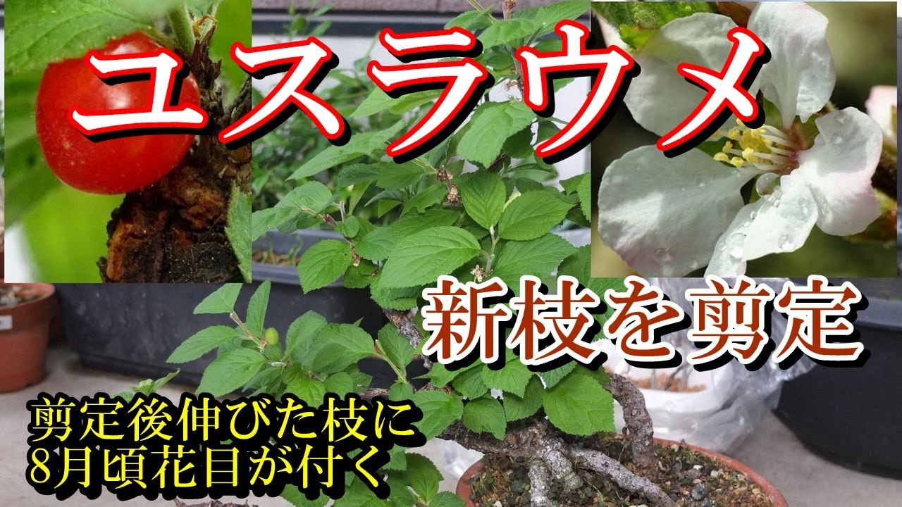 小品盆栽 梅桃】ユスラウメ春に伸びた枝を剪定した、剪定後伸びた枝に8 
