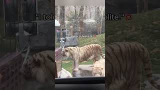 Stripey Baby：Cute Mode Activated Power#bigcats #tiger #fyp #funny #bigcat