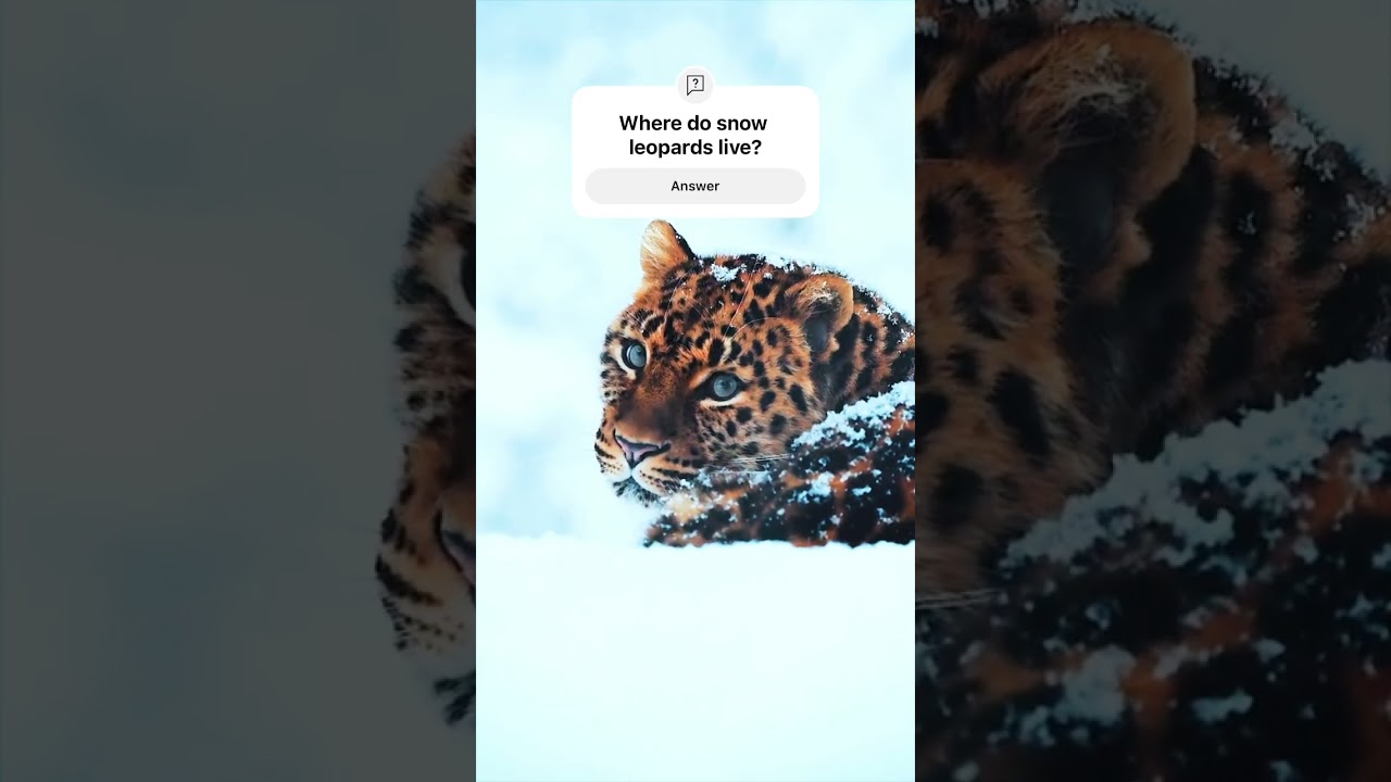 Majestic Leopard 🐆 